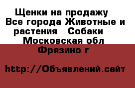 Щенки на продажу - Все города Животные и растения » Собаки   . Московская обл.,Фрязино г.